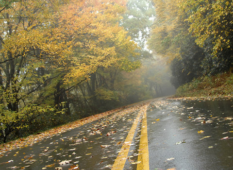 Wildwechsel – Die herbstliche Gefahr am Morgen und am Abend