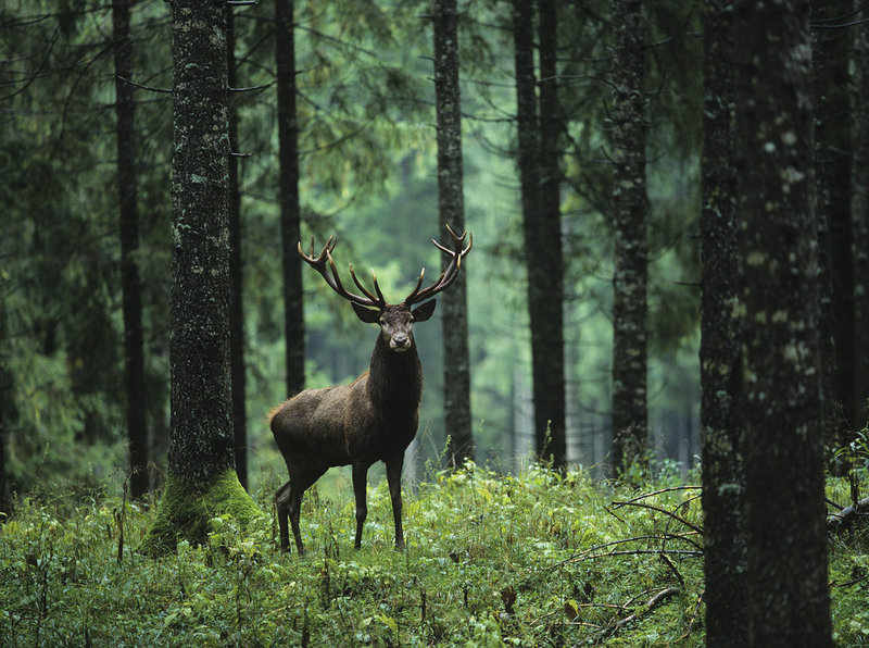 Hirsch im Wald