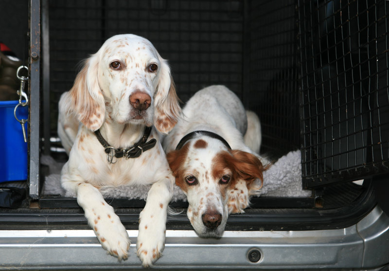 Hunde in Auto Transportbox