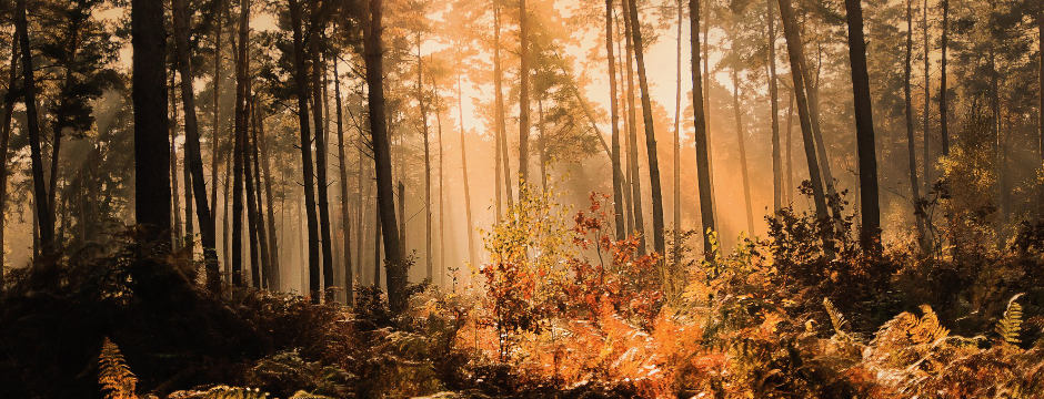 Wald im Herbst