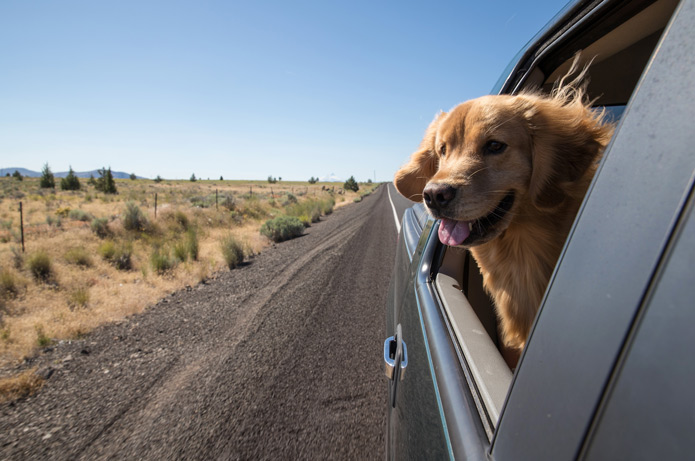 Entspannt fahren mit Hund im Auto